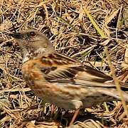 Altai Accentor