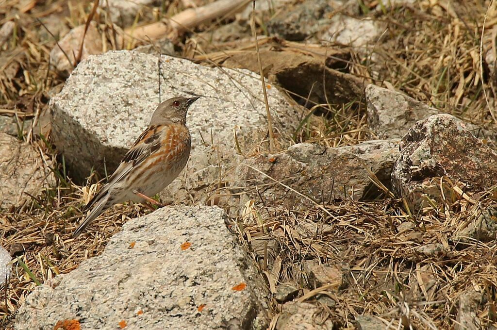 Altai Accentoradult