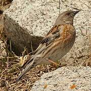 Altai Accentor