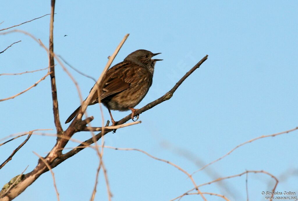 Dunnockadult, song