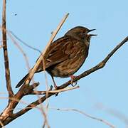 Dunnock