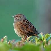 Dunnock