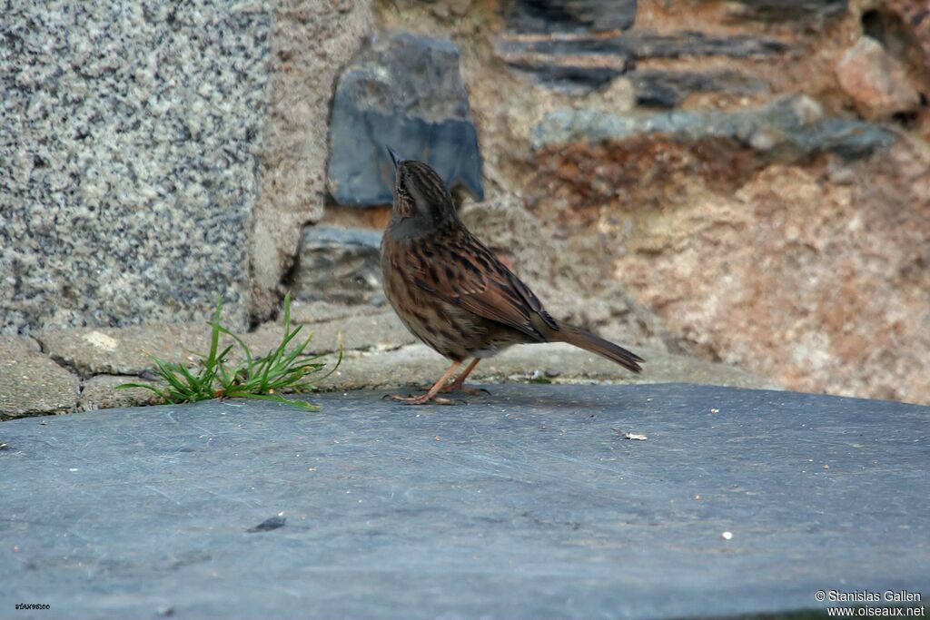 Dunnock