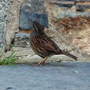 Dunnock