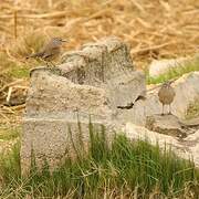 Karoo Scrub Robin