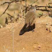 Karoo Scrub Robin