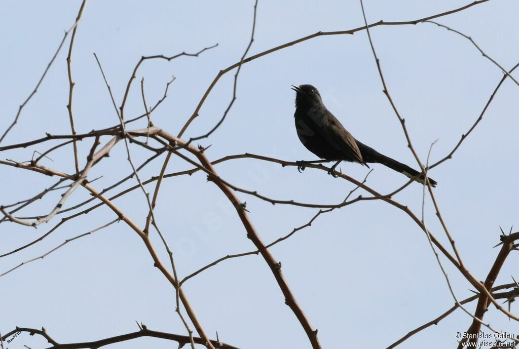 Black Scrub Robin male adult breeding