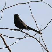 Black Scrub Robin