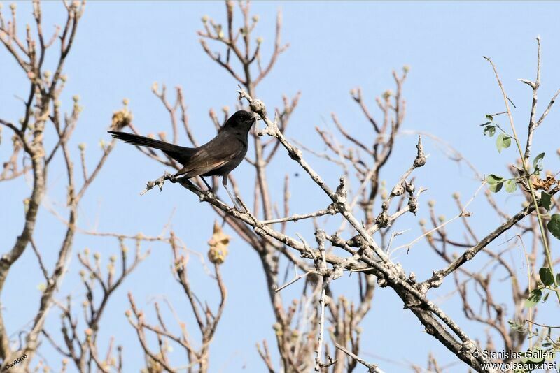 Black Scrub Robin male adult breeding, courting display