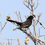 Black Scrub Robin