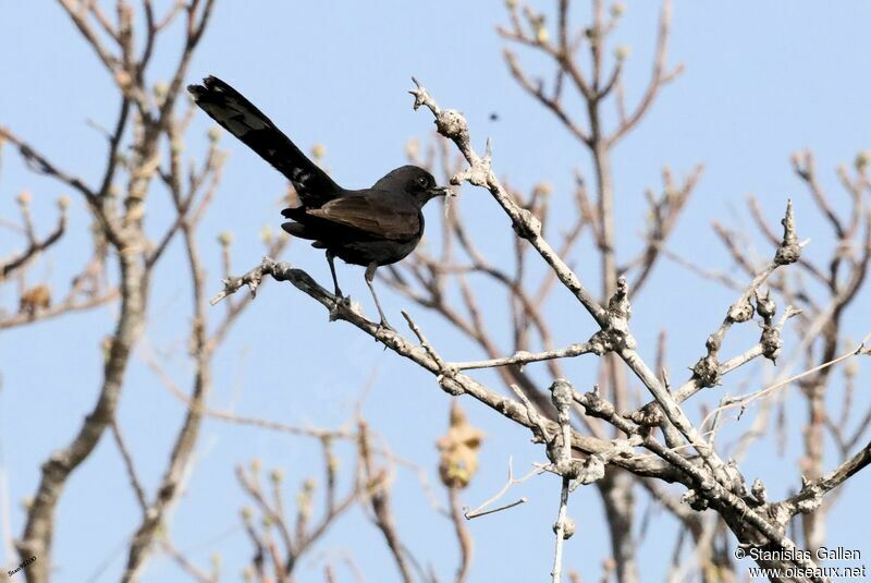Black Scrub Robin male adult breeding, courting display