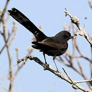 Black Scrub Robin