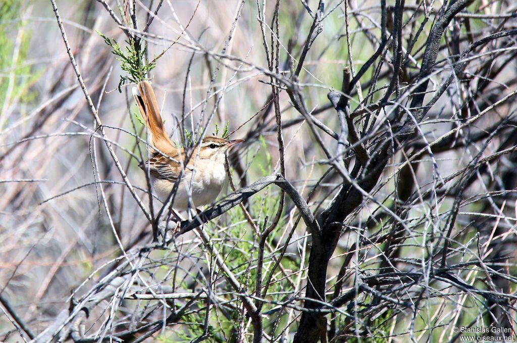 Rufous-tailed Scrub Robin male adult breeding