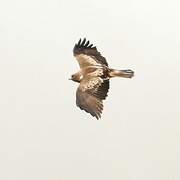 Booted Eagle