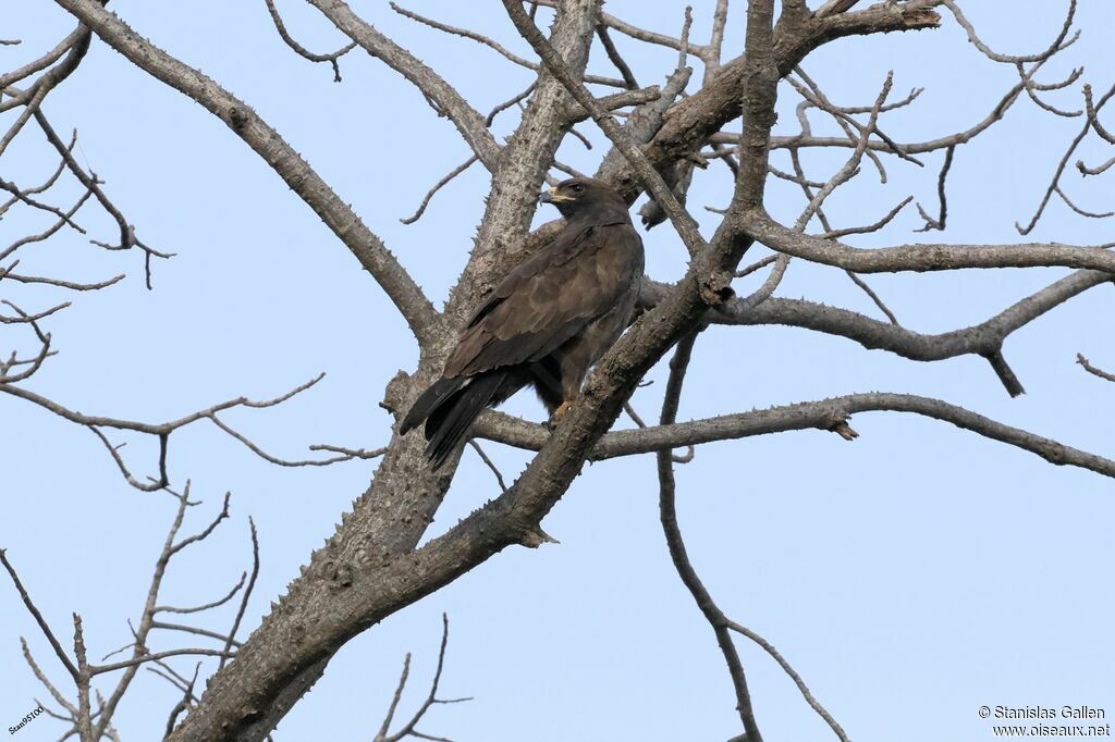 Aigle de Wahlbergadulte