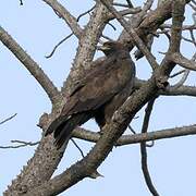 Wahlberg's Eagle