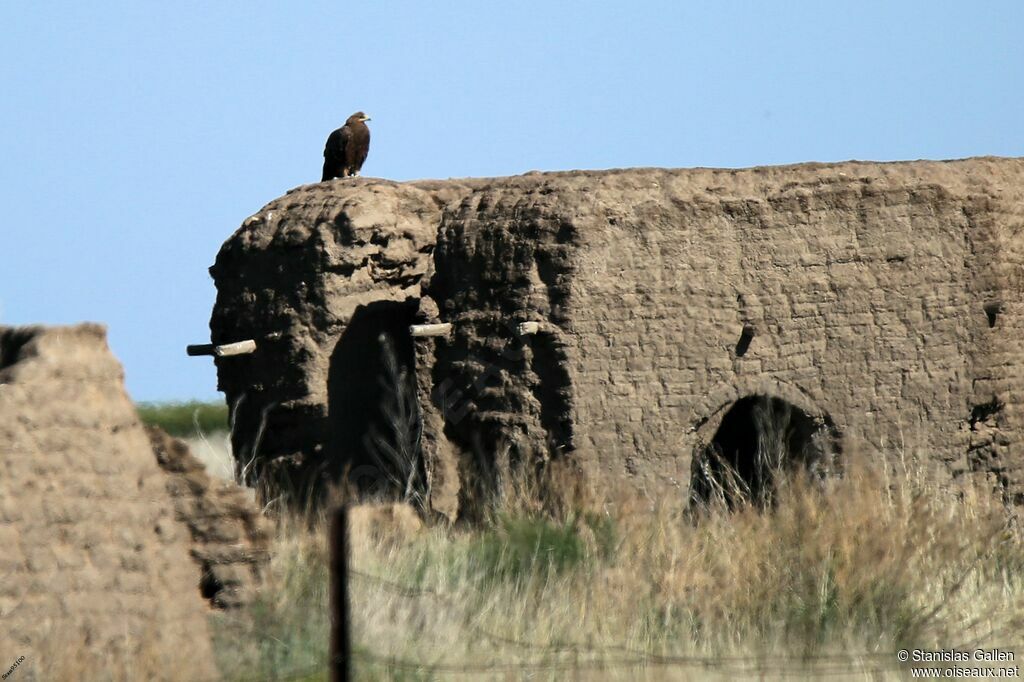 Aigle des steppesadulte