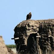 Steppe Eagle