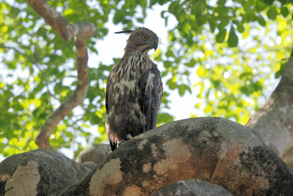 Aigle huppéadulte