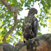 Changeable Hawk-Eagle