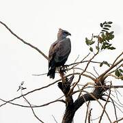 Martial Eagle