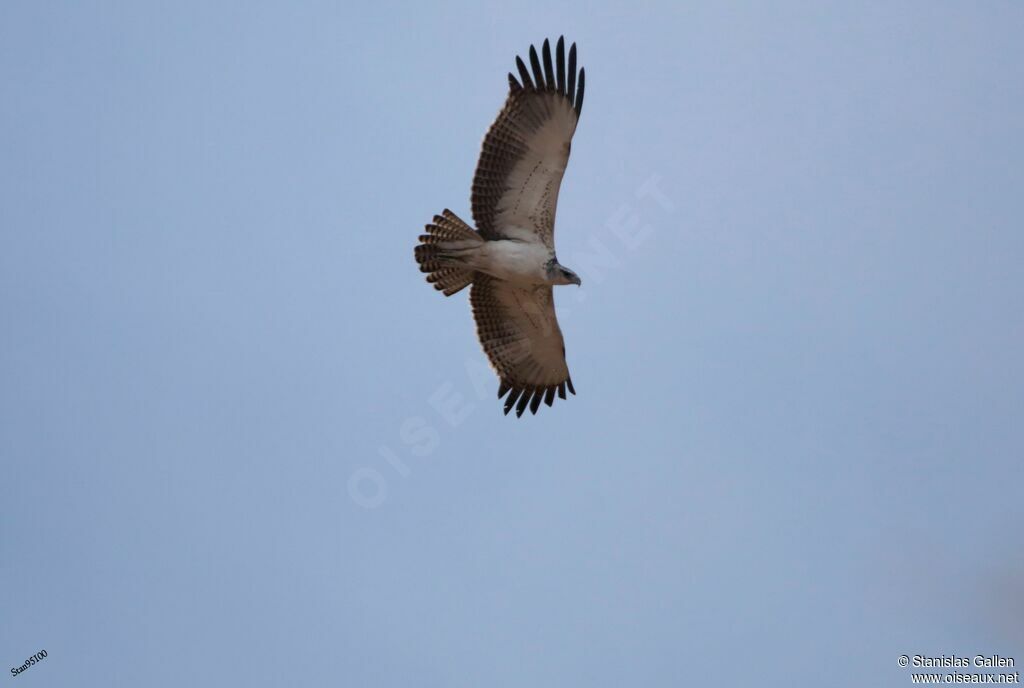 Aigle martialadulte, Vol