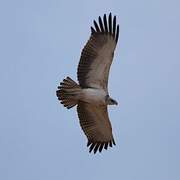 Martial Eagle