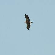 Lesser Spotted Eagle