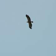 Lesser Spotted Eagle