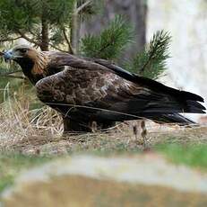 Aigle royal