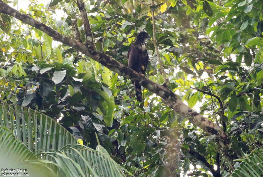 Black Hawk-Eaglesubadult, habitat