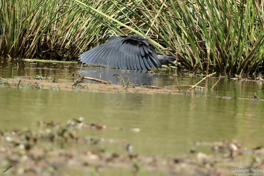 Black Heronadult, fishing/hunting