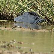 Aigrette ardoisée