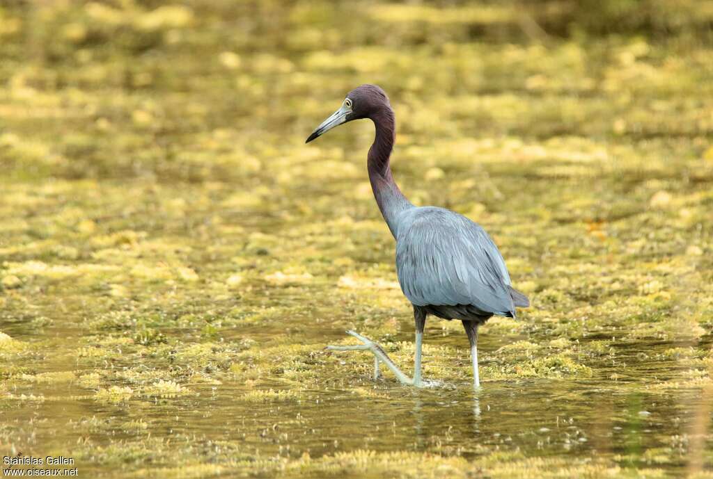 Little Blue Heronadult post breeding, habitat, walking