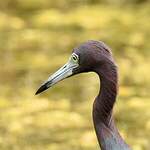 Aigrette bleue