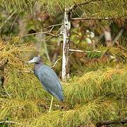 Little Blue Heron