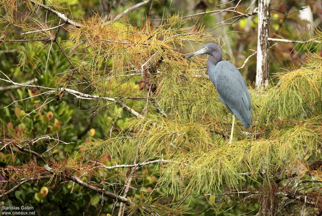 Little Blue Heronadult