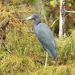 Aigrette bleue