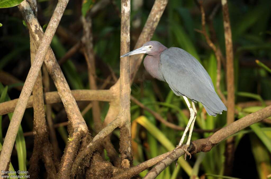 Aigrette bleueadulte, portrait