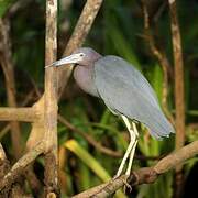 Little Blue Heron