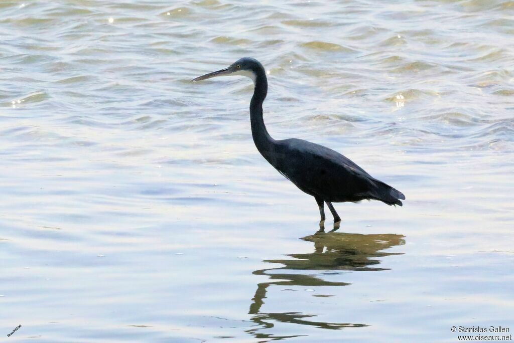 Western Reef Heron, walking, fishing/hunting