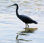 Western Reef Heron