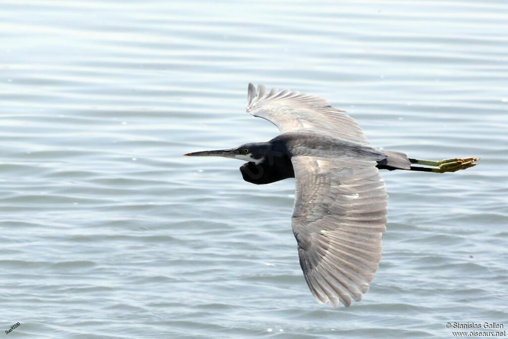 Western Reef Heronadult, Flight