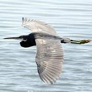 Aigrette des récifs