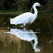 Little Egret