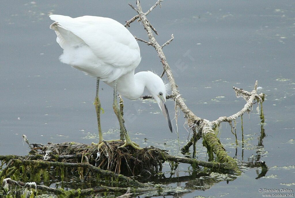 Aigrette garzette