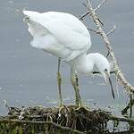 Aigrette garzette