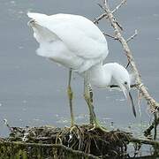 Little Egret