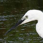 Little Egret