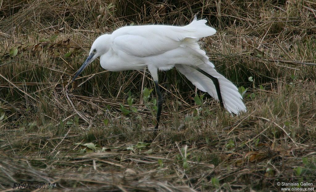 Little Egret